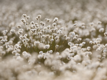 White, fluffy heads of cottongrass bobbing in the sunshine