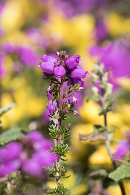 Bell heather dwarf shrub - an upright plant with bright pink, bell-like petals.