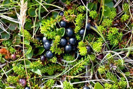 Black crowberries nestled among stalks of small, pointed, green leaves.