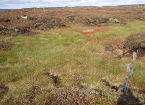 Image of vegetation etsablishing on restored peatland © Rosie Snowden