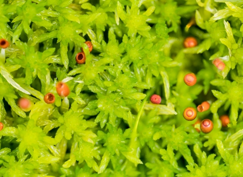 Sphagnum moss with round spores.