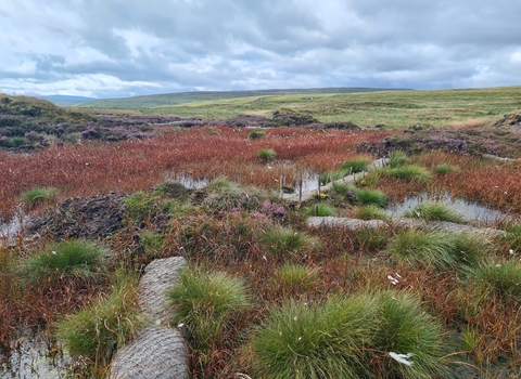 A blanket bog under restoration work, with coir logs used as bunding over the surface of the peat, with common cotton grass growing in a cloud of red. This shows the restoration bunding is working successfully. 