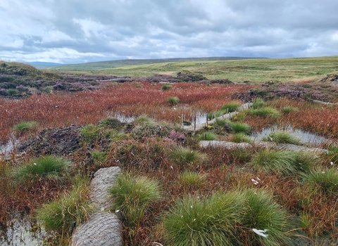 A blanket bog under restoration work, with coir logs used as bunding over the surface of the peat, with common cotton grass growing in a cloud of red. This shows the restoration bunding is working successfully.