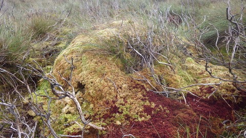 Red and green hummock formed of Sphagnum papillosum and Sphagnum capillifolium