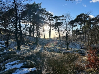 Winter sun setting behind woodland at Kingsdale