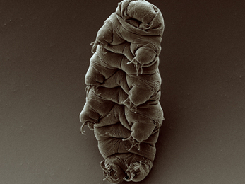 A microscopic eight-legged, segmented animal, known as a Tardigrade.