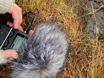 A microphone and recorder held down close to bog vegetation