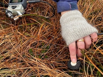A hand pressing a contact microphone through vegetation in to the peat