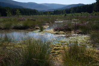 Habitats And Species Yorkshire Peat Patnership