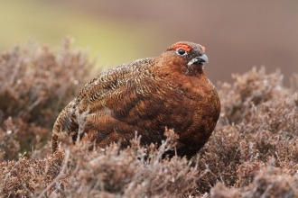 Habitats and species | Yorkshire Peat Patnership Habitats and species | Yorkshire Peat Patnership