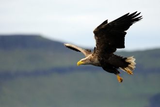 White-tailed eagle in flight