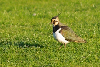Habitats and species | Yorkshire Peat Patnership Habitats and species | Yorkshire Peat Patnership