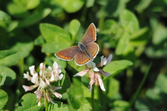 Brown Argus