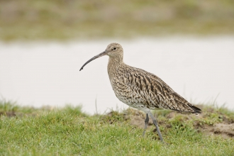 Habitats and species | Yorkshire Peat Patnership Habitats and species | Yorkshire Peat Patnership