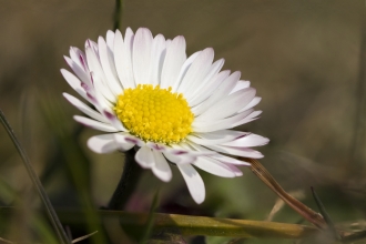 Common Daisy