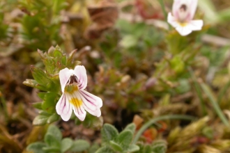 Eyebright