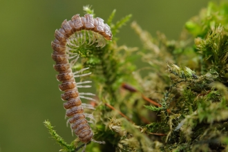 Flat-backed Millipede