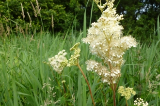 Meadowsweet