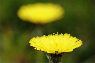 Mouse-ear Hawkweed