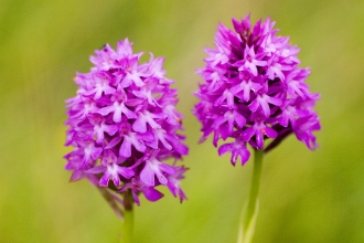 Pyramidal Orchid