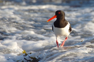 Oystercatcher