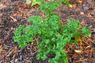 Petty Spurge