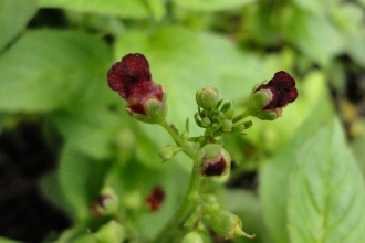 Water Figwort