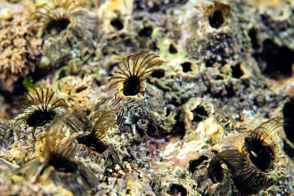 Acorn Barnacles