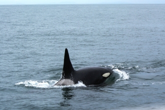 Orca