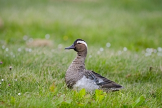 Drake garganey