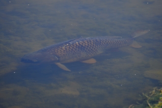 Common carp