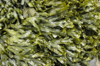 Spiral wrack