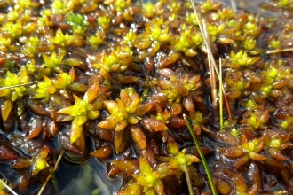 Image of Sphagnum denticulatum © Dom Hinchley