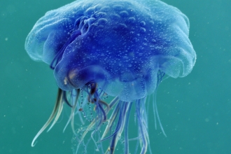 Blue jellyfish