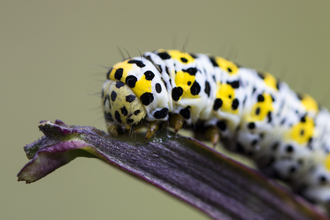 Mullein moth caterpillar