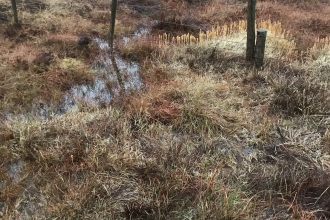 Last summer's bog asphodel turning pale with autumn.