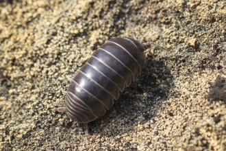 Pill woodlouse