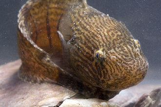 Montagu's sea snail