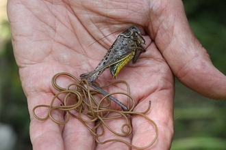 Horsehair worm