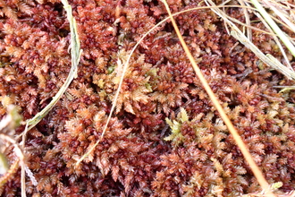 Divine bog moss (Sphagnum divinum)