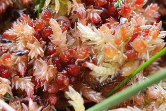 Sphagnum palustre in Bransdale