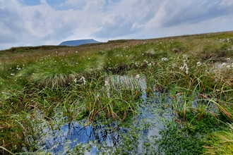 A bog pool with Ingleborough in the distance