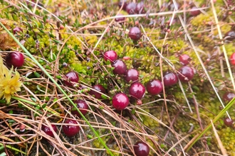 Cranberries nestled amongst bog vegetation