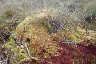 Red and green hummock formed of Sphagnum papillosum and Sphagnum capillifolium