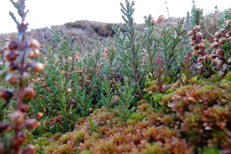 Worm's eye view perspective of peatland dwarf shrubs and mosses.