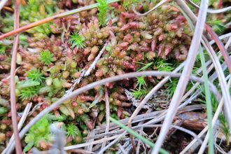 A closeup of Sphagnum medium, a chunky Sphagnum in shades of pink, green and red, with a scaly texture.