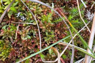 A closeup of Sphagnum medium, a chunky Sphagnum in shades of pink, green and red, with a scaly texture.