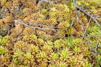A dense clump of chunky green Sphagnum moss.