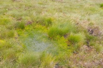 A pool on a peat bog, filled with sphagnum and surrounded by sedges and rushes