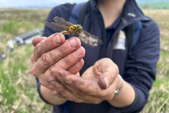 A four spotted chaser dragonfly perched on a human hand